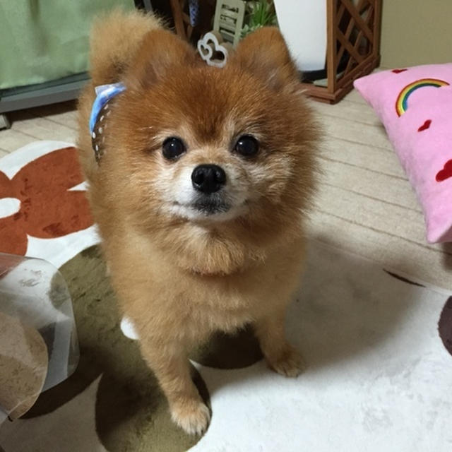 今日はお墓まいりと散髪デー