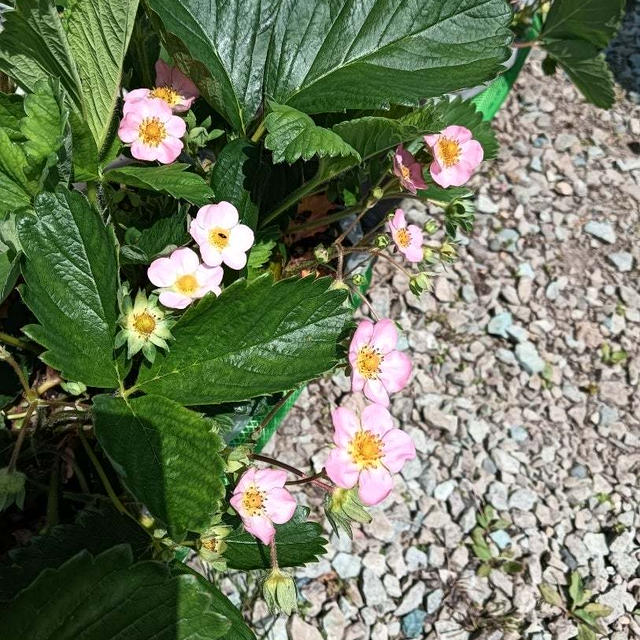 腰痛脊柱管狭窄症〜タリージェ錠7日目