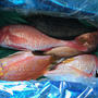 高級魚キジハタを1尾食す
