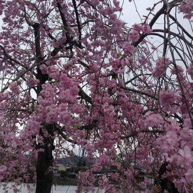 雨にぬれてのお花見もオツなもの♪