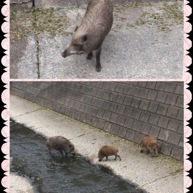 イノシシ・・・☆＆かっさ♪