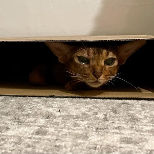 カラーが外れたりす子、ペラペラになる。