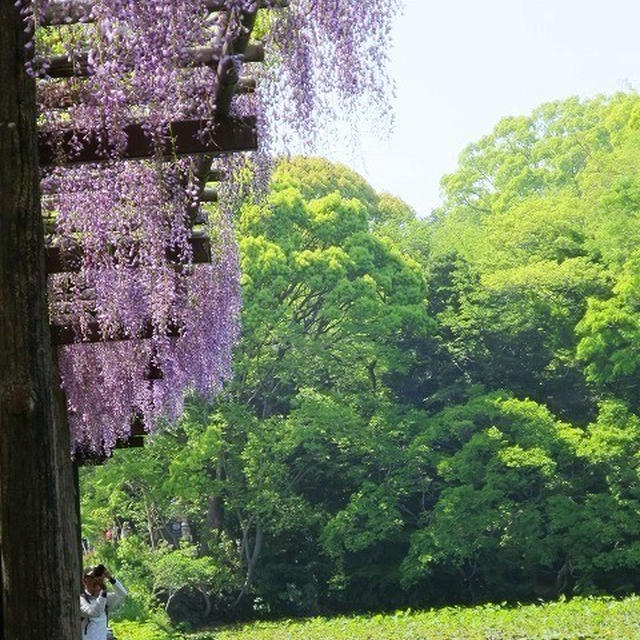 小田原城の藤