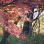 紅葉と落ち葉ひろい。