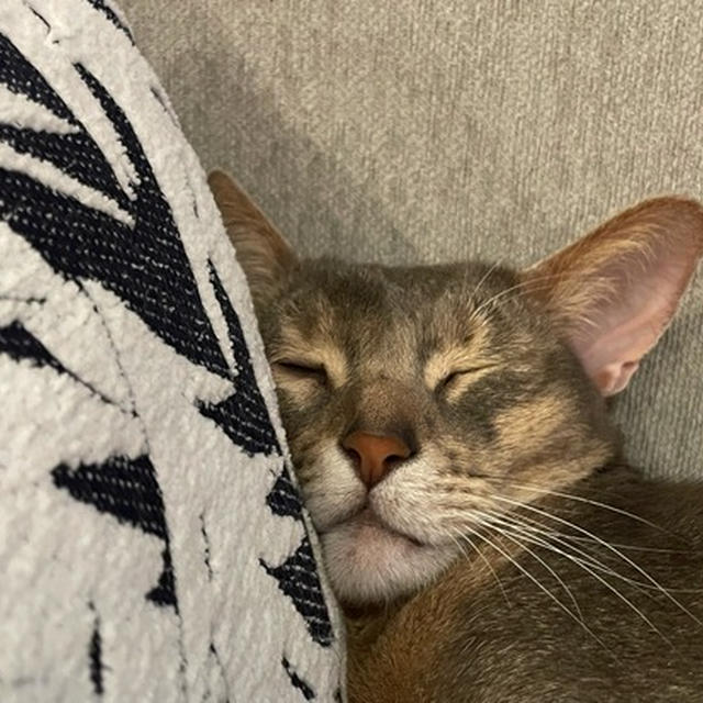 守りたい、猫がいる…なんちゃって(*´ω`*)