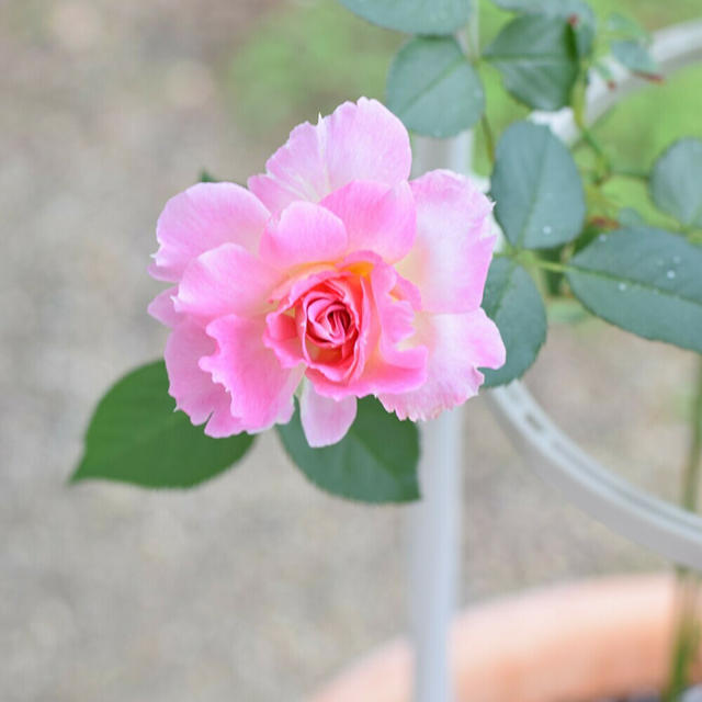 【ローズ日記】良妻賢母のバラ『ペネロペイア』♡大雨の日に鮮やかに開花して・・・♪