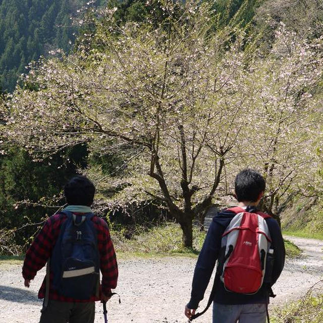 大峰山と桜公園の山桜