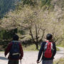 大峰山と桜公園の山桜