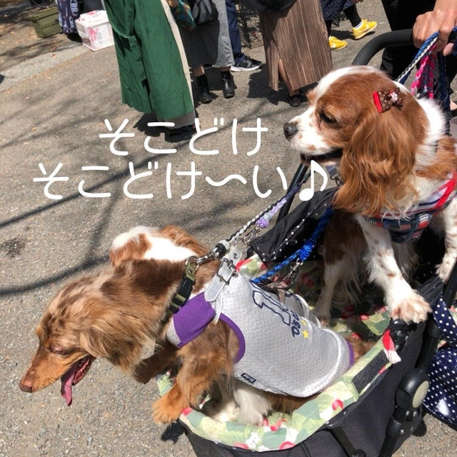 カンカンとカンカン