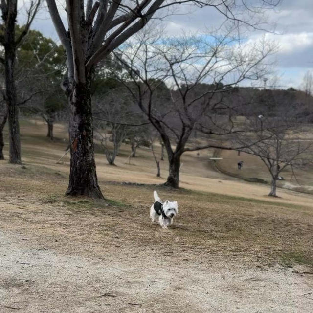 春日公園お散歩