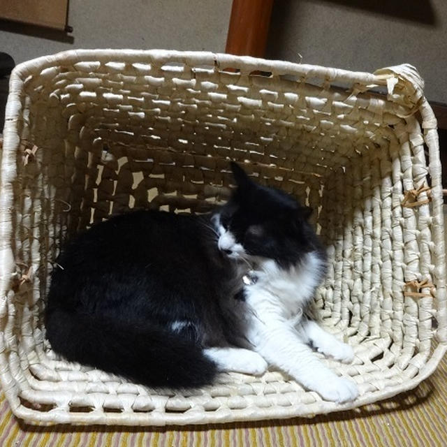 安らぐごんぼさん。
