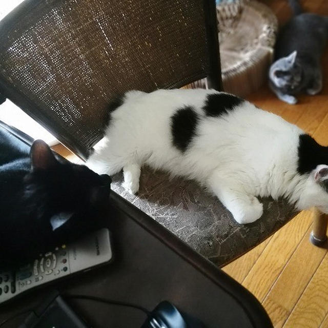 【小梅・さくら・桃之介通信】のんびり日曜日 / 貢献度がかなり違う...