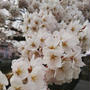 桜が満開です(*^_^*)