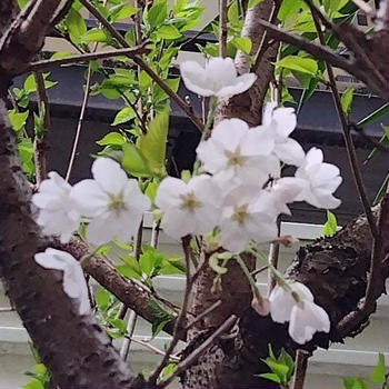 猫の額の桜