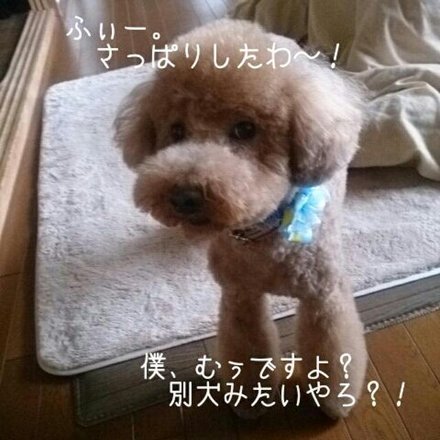 【本日のわんこ】　特集♪
