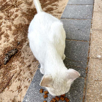 白猫ちゃん生存確認