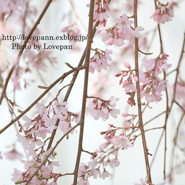 県庁と桜　2