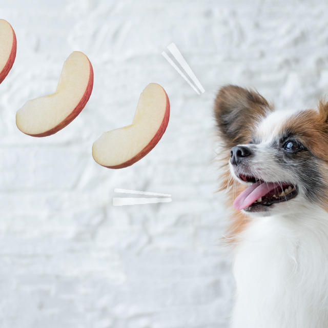 ■りんごが犬の歯周病やシュウ酸カルシウム結石の予防になるって本当？
