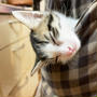 Pocket 仔猫３