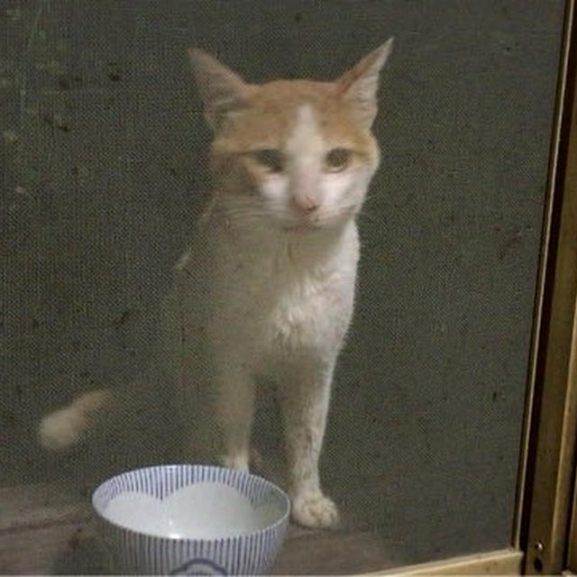 白と黒の戦闘能力の差