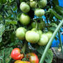 ■Myファーム便り【連日早朝は草取りですが　今年は特に大玉トマトが凄いんです♪】