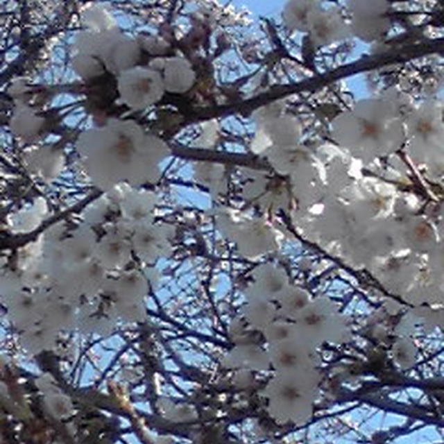 桜状況