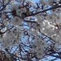 桜状況