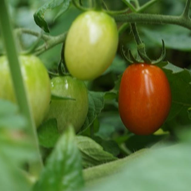 家庭菜園記録～ついにミニトマト収穫！