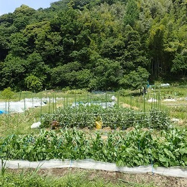 葉山農園（5月下旬）☆カボチャ結実
