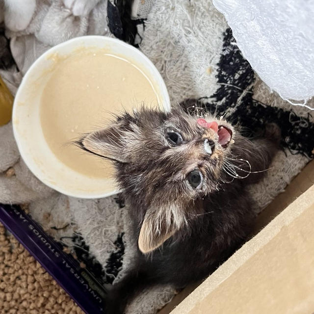 ４匹の子猫　保護してから１週間！！