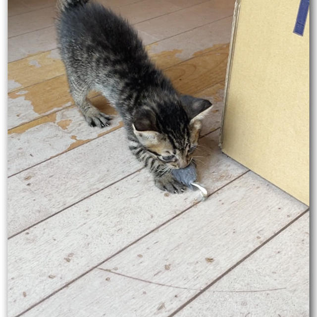 本日の仔猫ちゃん１３ 〜動画付き〜
