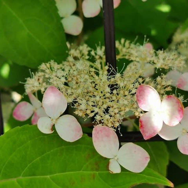 紫陽花散歩