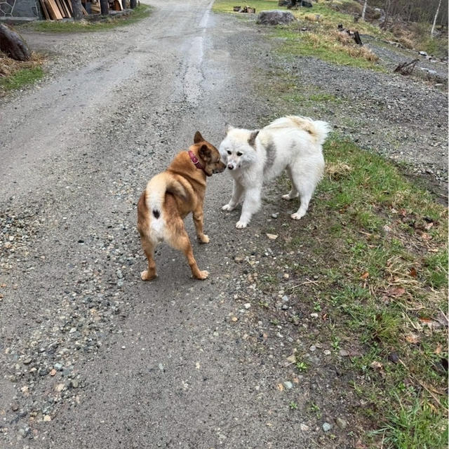 【手代澤温泉ヒュッテ宿泊記 　川上犬の岳が可愛すぎる　後編】