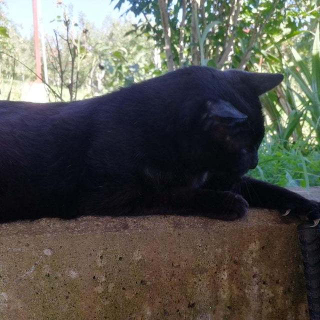 アレルギー検査するかも？猫が飼いたい三女です