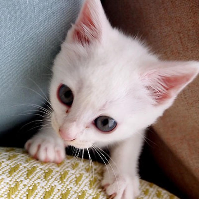 ひとりごと・仔猫の力って凄い・・にゃ♪