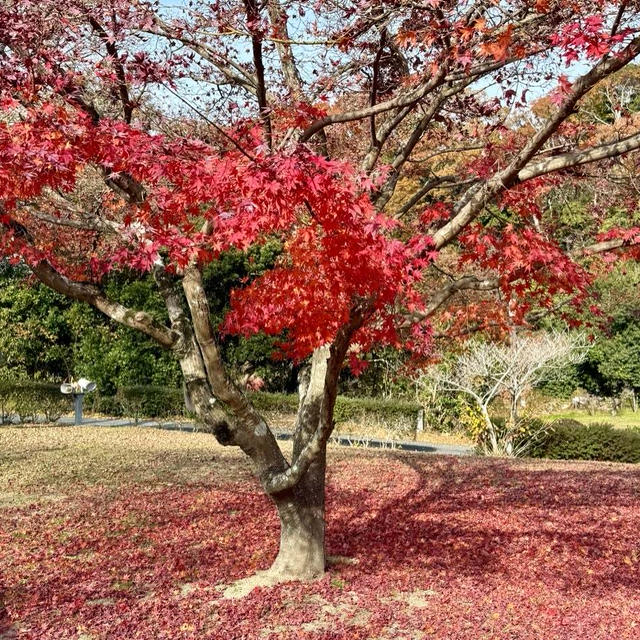 紅葉狩り、ギリギリセーフ (*´ ˘ `*)