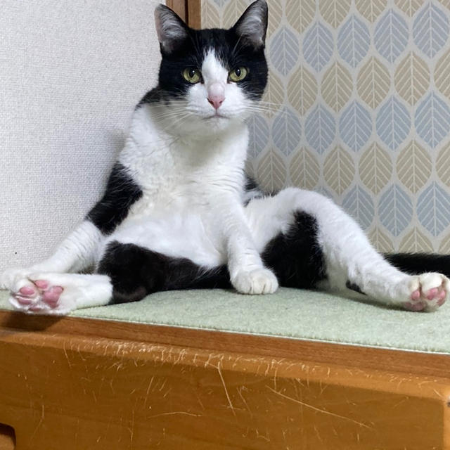 ブラウスらしきモノ