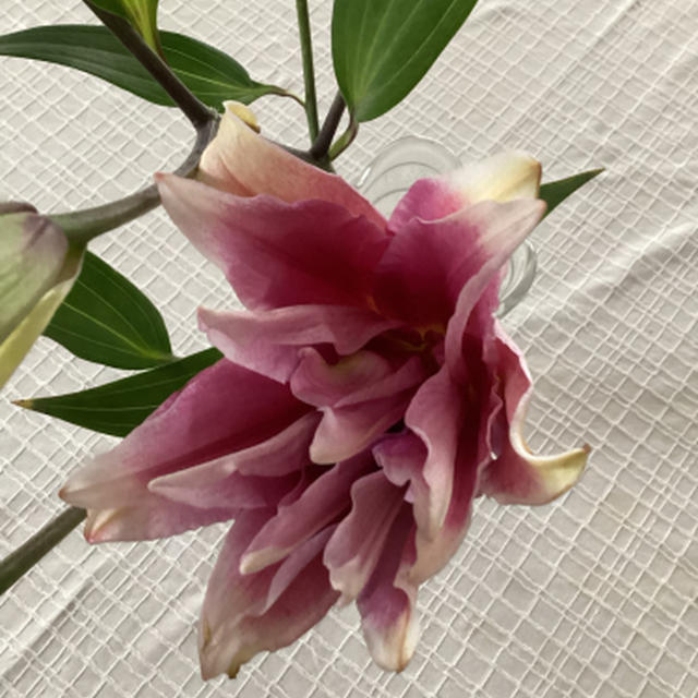 この春は花粉に少し負けています
