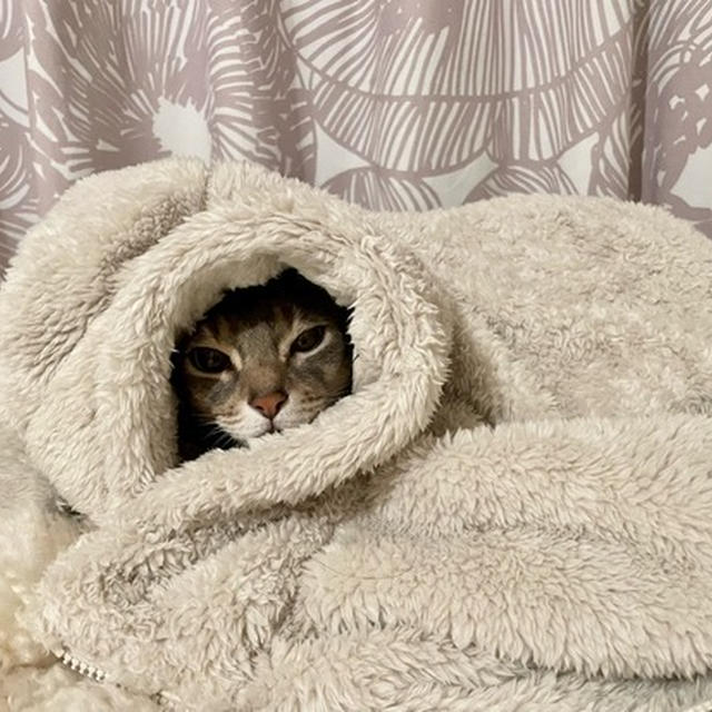 来客にちっとも慣れないぼくちん