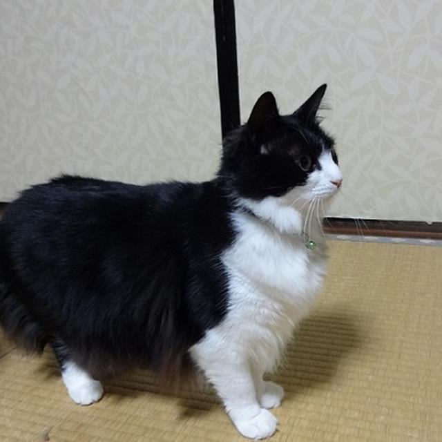 帰ってきたよ♪ごんぼさん