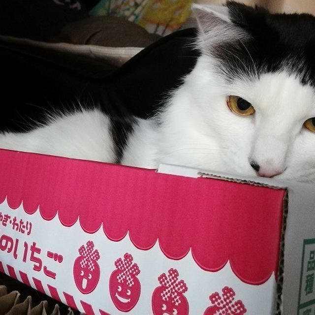 【小梅・さくら・桃之介通信】イチゴ之介