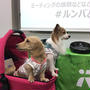 ブラーバくん大活躍だヮン♪