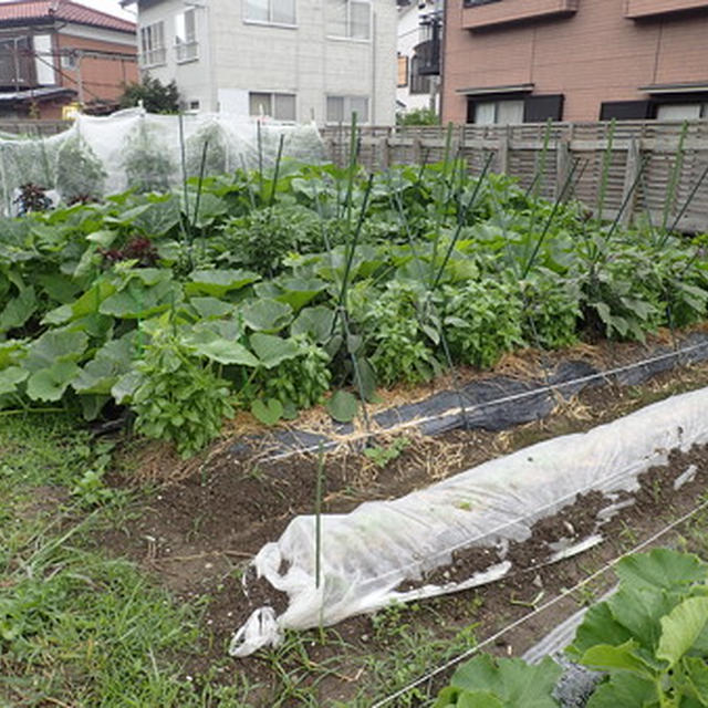 はじめての家庭菜園（６月下旬）☆収穫野菜と作業 