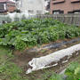 はじめての家庭菜園（６月下旬）☆収穫野菜と作業 