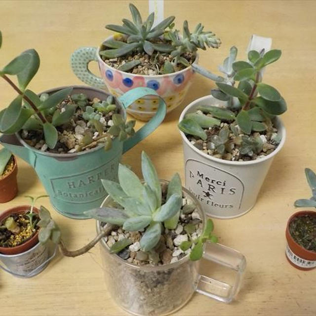 多肉植物初心者、悪戦苦闘で葉挿し、茎挿しに挑戦！！