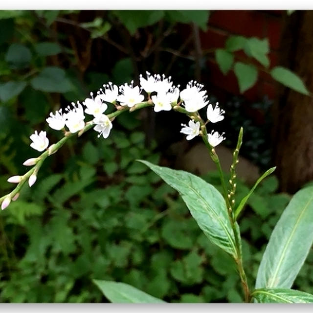 この花の名前を教えてください・・・・??