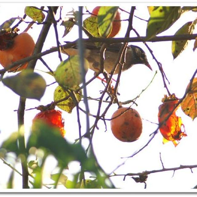 《たんとお食べ＾＾》夕映えの野鳥のお食事タイムです。