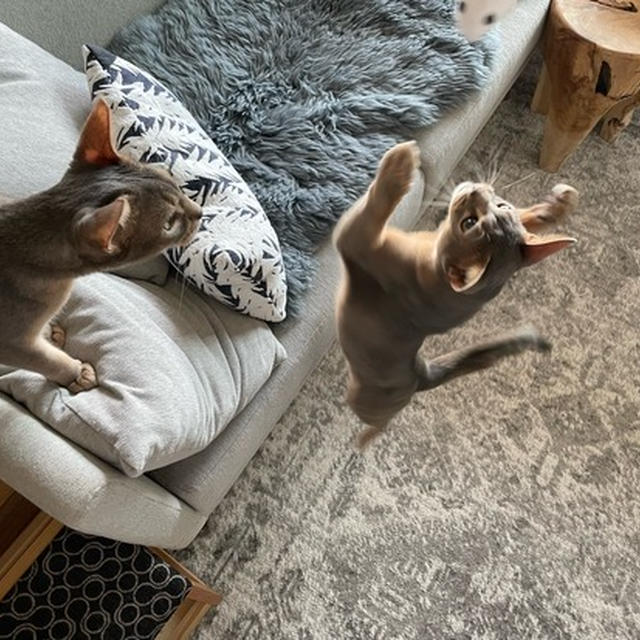 Seriaの猫のおもちゃがに、超ハッスルするニャンズ