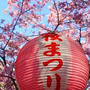 みさきまぐろきっぷde三浦海岸の桜