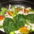 しゃぶしゃぶ肉と野菜の夏タジン鍋